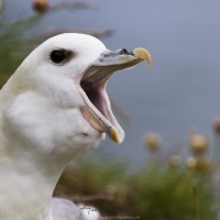 Fulmar boréal