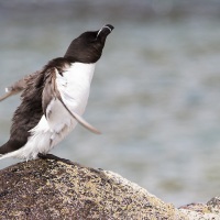 Pingouin torda