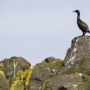 Cormoran huppé sur son rocher