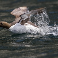 Envol d'un guillemot de Troil