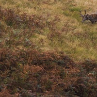 Cerf élaphe s'ébrouant