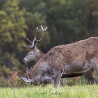 Biche et cerf élaphe