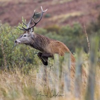 Cerf élaphe sautant une cloture