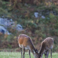 Biche et son faon