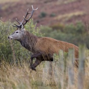 Cerf élaphe sautant une cloture