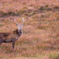 Cerf élaphe