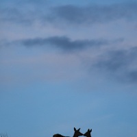 Biche et son faon à la tombée du jour