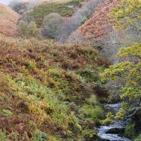 Paysage d'automne