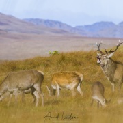 Harde: cerf, biches et faons