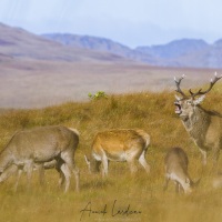 Harde: cerf, biches et faons