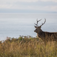 Cerf élaphe