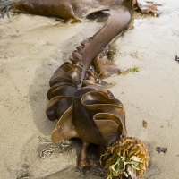 Algue sur la plage à marée basse