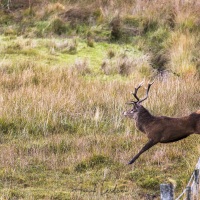 Cerf élaphe sautant une cloture