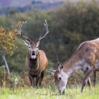 cerf élaphe bramant  et biche