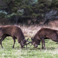 Combat de cerfs élaphe