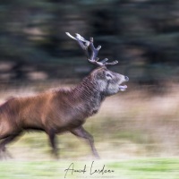 Cerf élaphe à la tombée du jour