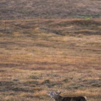 Cerf élaphe bramant