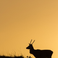 Jeune cerf élaphe