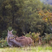 Biche et son faon