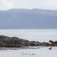 Loutre dégustant son poisson