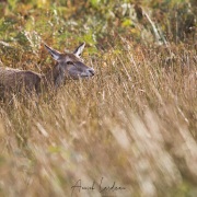 Biche