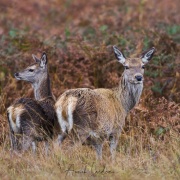 Biche et son faon