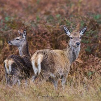 Biche et son faon