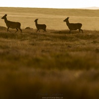 Harde: cerf, biches et faons