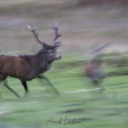 Cerf élaphe au crépuscule
