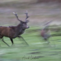 Cerf élaphe au crépuscule