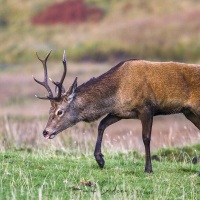 Cerf élaphe