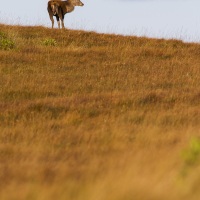 Cerf élaphe