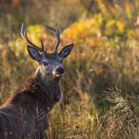 Cerf élaphe