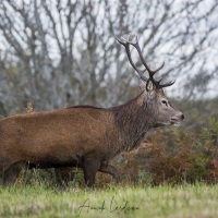 Cerf élaphe