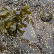 Algues et coquillages