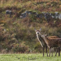 Biche et son faon sous la pluie