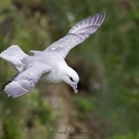 Fulmar boreal