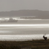 Cerf élaphe en bord de mer