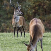 Cerf élaphe et biche