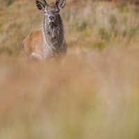 Cerf élaphe