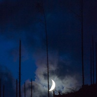 Lune et arbres morts