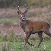 Cerf élaphe