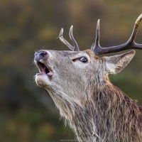 Portrait de cerf élaphe