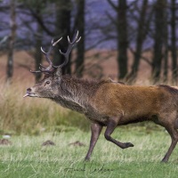 Cerf élaphe