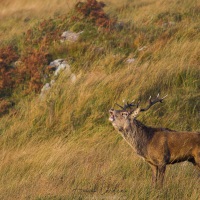 Cerf élaphe