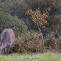 Cerf élaphe et biche