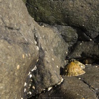 Coquillage sur les rochers à marée basse