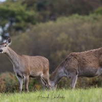 Biche et son faon