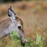 Portrait de biche