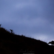 Biche broutant à l'aube